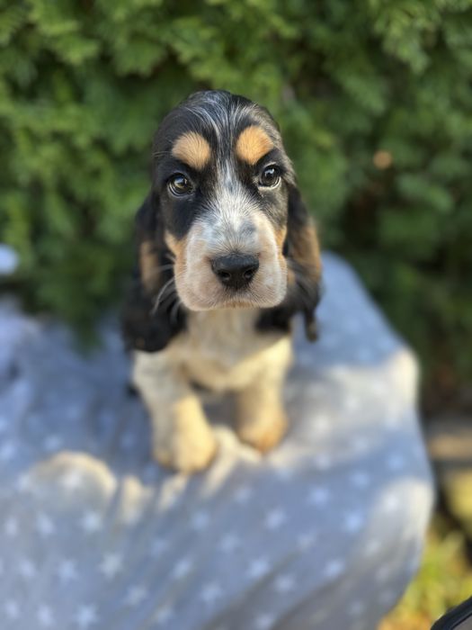 Jedyna taka! Sunia Cocker Spaniel Angielski tri-color z rodowodem