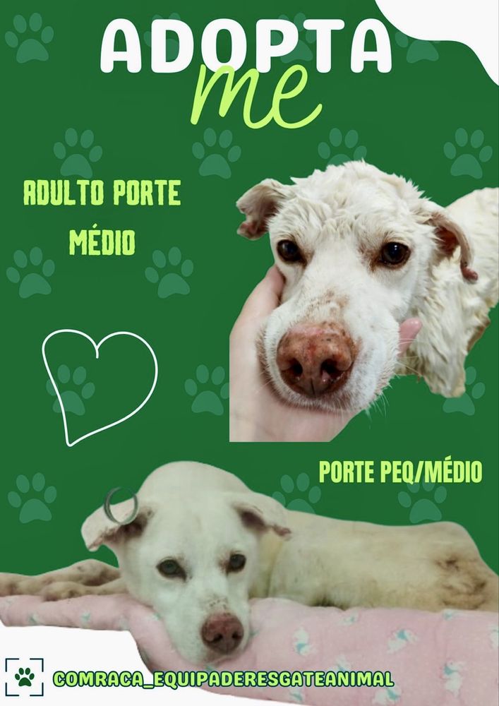 Macho adulto para adoção responsável