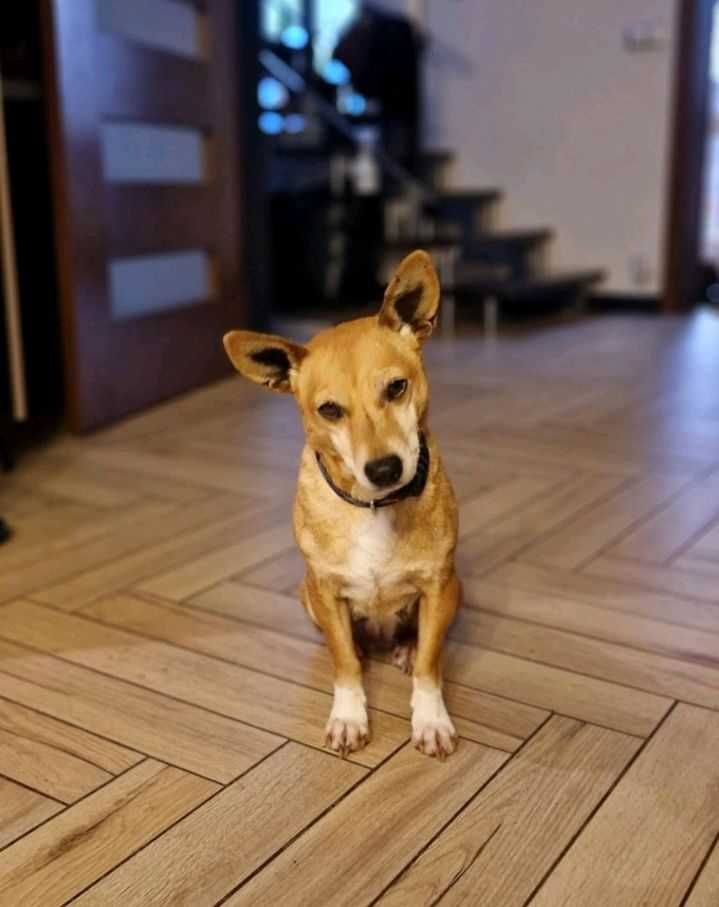 Frytka ok 4 let. malutka sunia pragnie domu z kotem i psem  Janette Bu