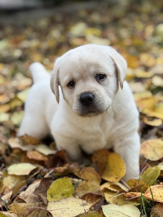 З документами хлопчик красунчик