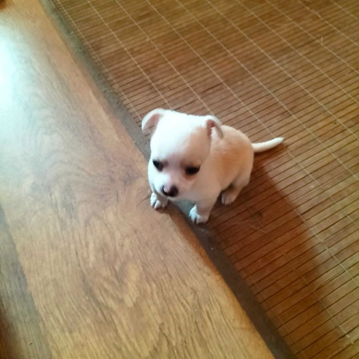 Chihuahua mini macho