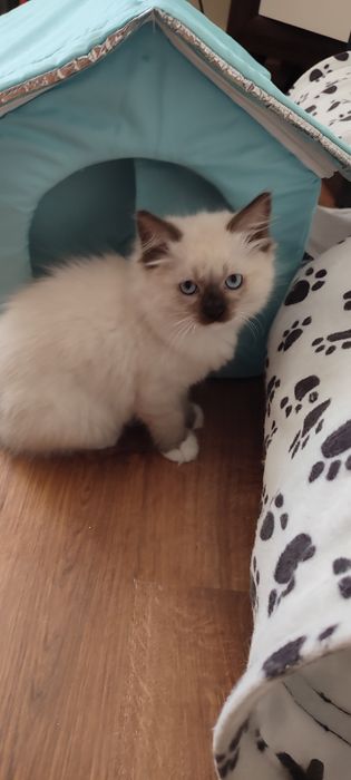 Ragdoll kotek rodowód miedzynarodowy TICA