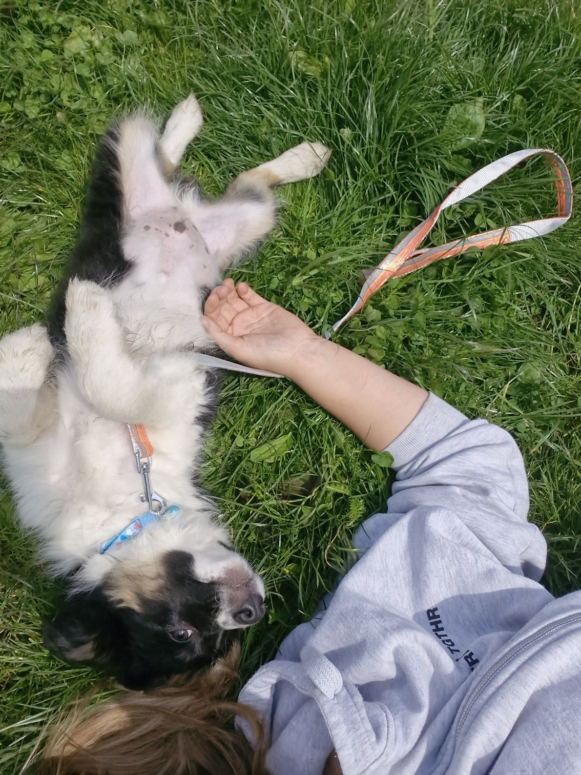 Border Collie Alwin - szczeniak gotowy do odbioru