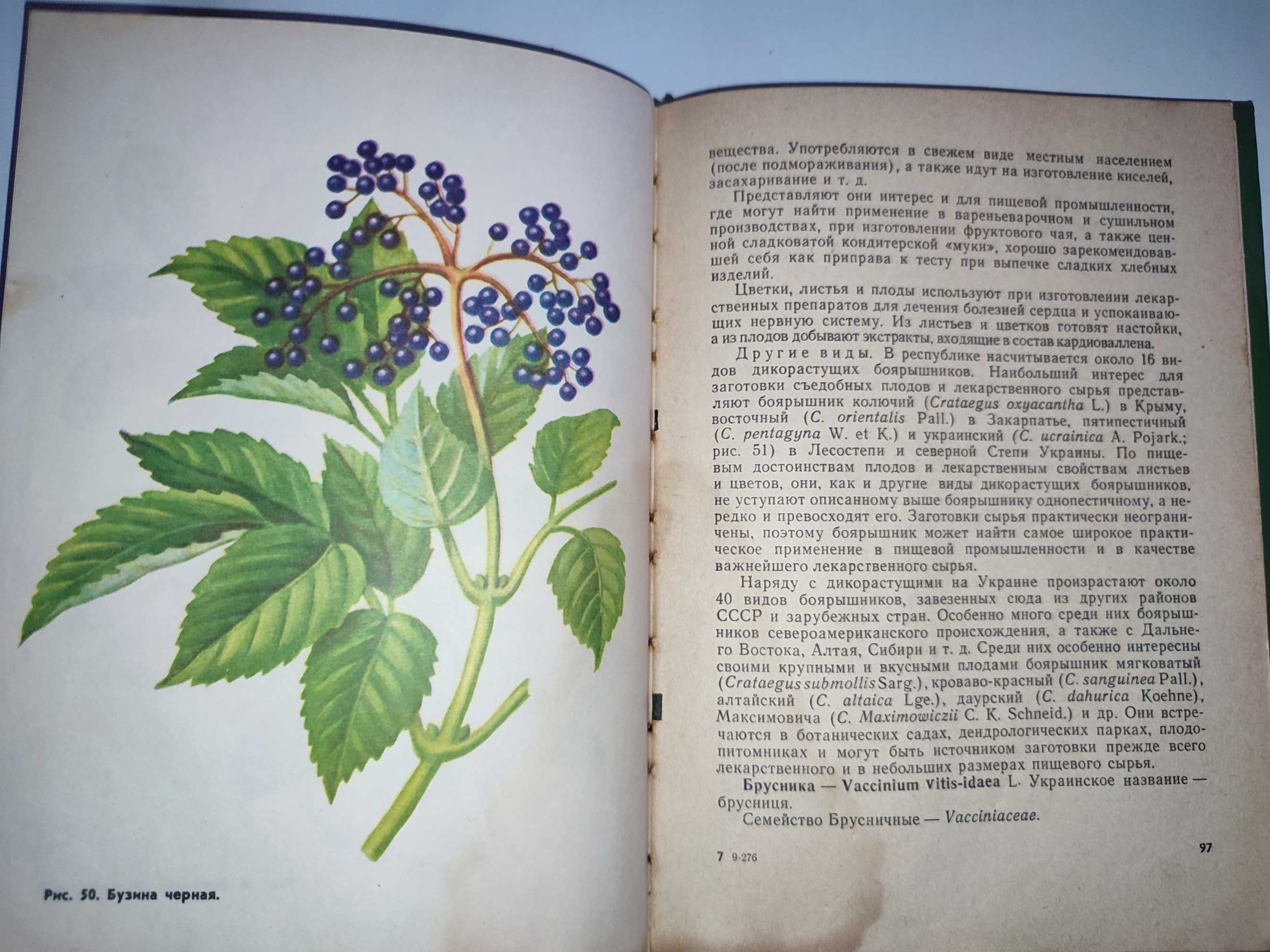 Дикорастущие лекарственные и плодовые растения Украины