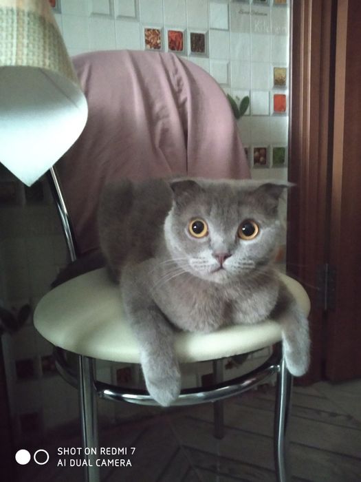 Передержка животных