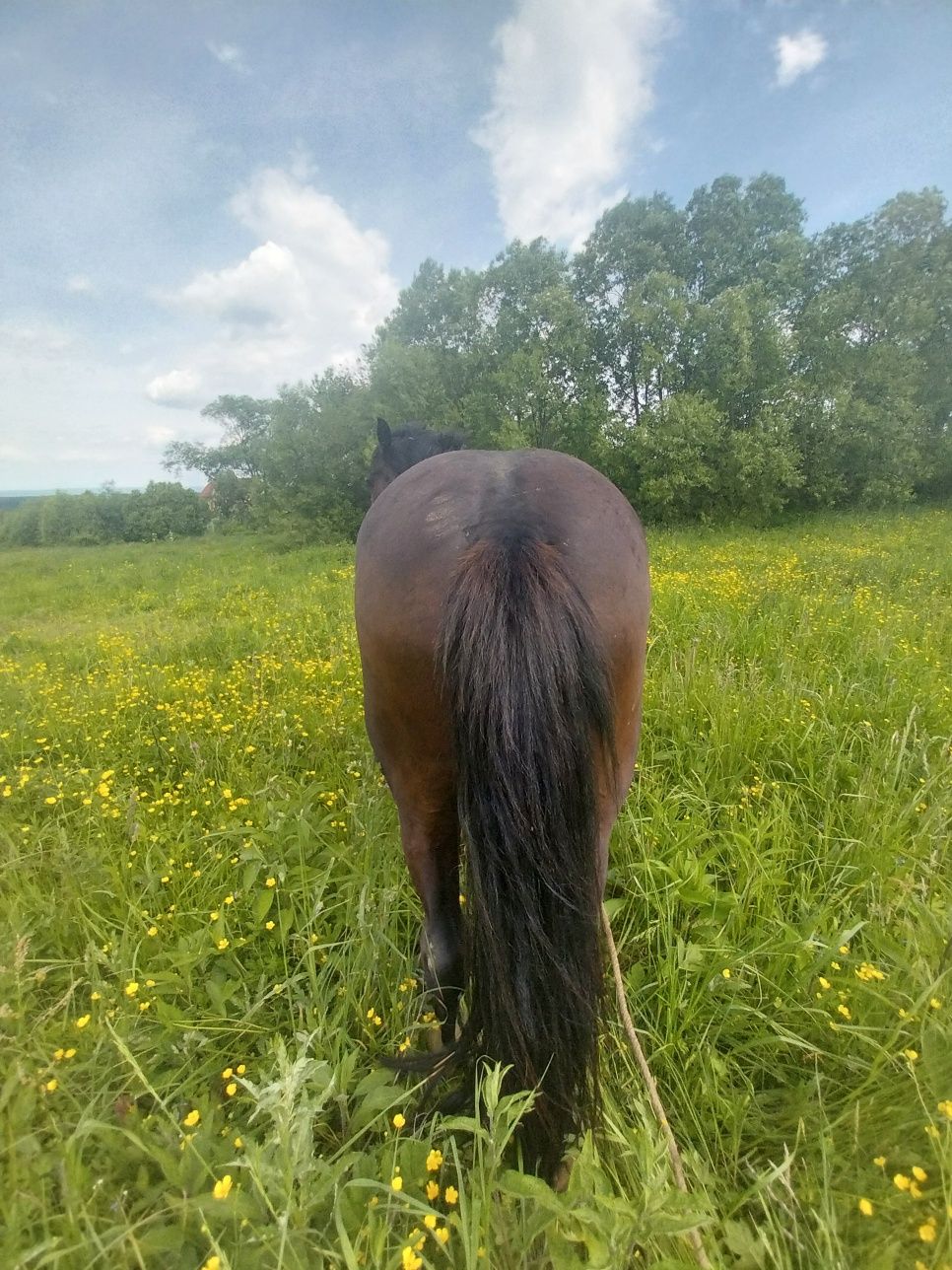 кінь молодий  5 років