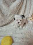 Biewer Terrier Macho Criadora Registada PT3088FL FL