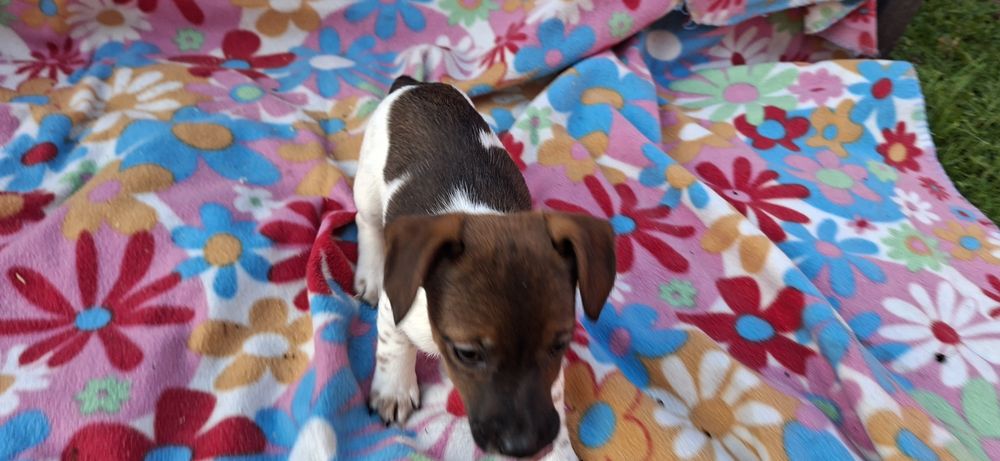 Suczka jack Russell terrier z metryką