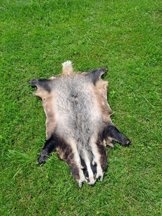 Skóra z borsuka  trofea