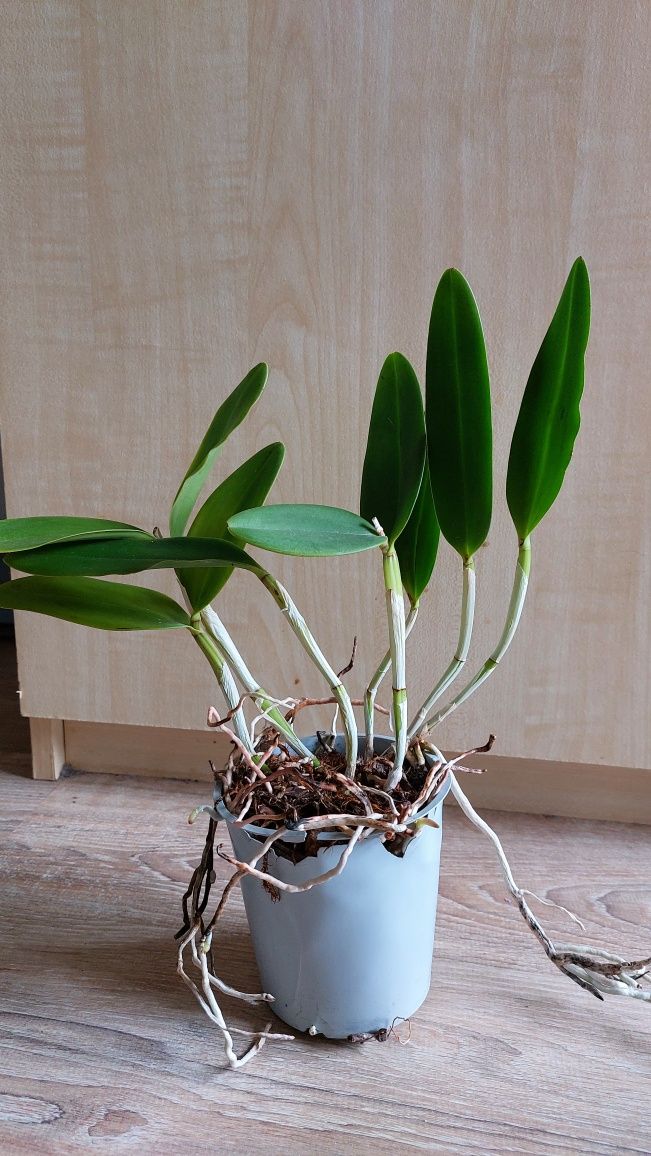 Орхідея орхидея катлея Green Emerald доросла 7 бульб