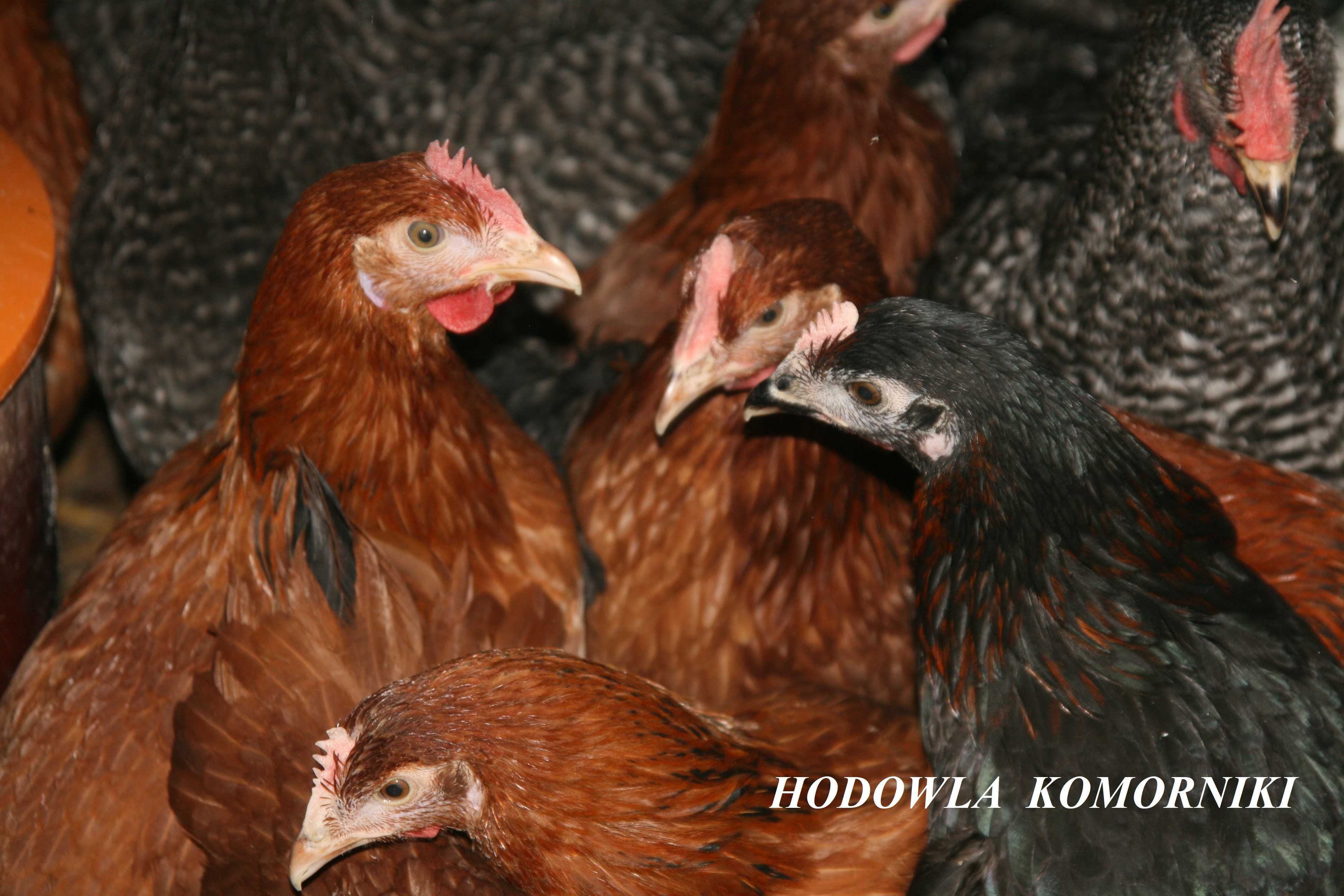 Kury Młode Nioski Kurczaki