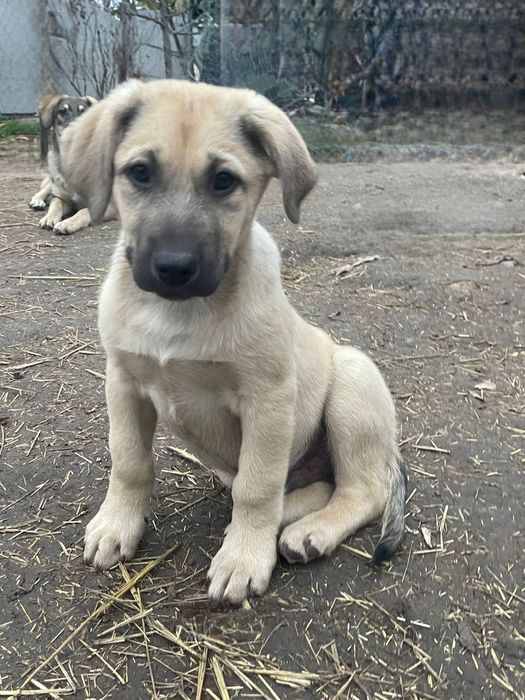 Отдам даром в добрые руки щенков метисы овчарки
