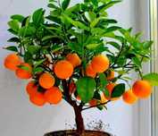 Plantas Bonsai de Frutas cítricas