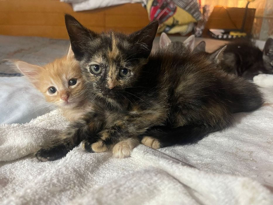 Gatinhos bebés para adoção responsável