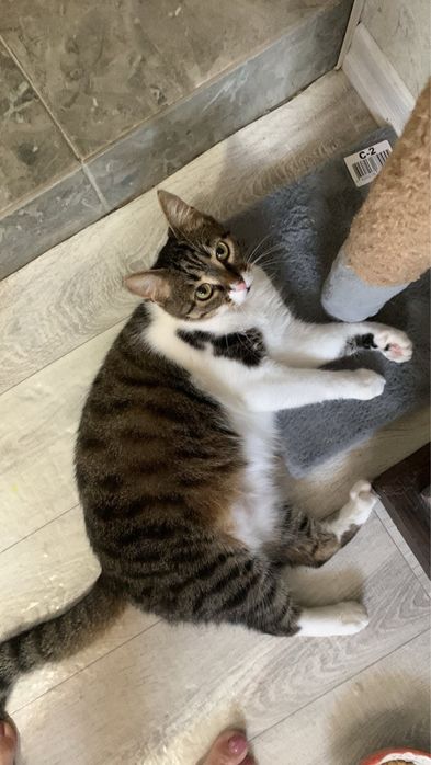 Спасите!Стерилизованы домашние были