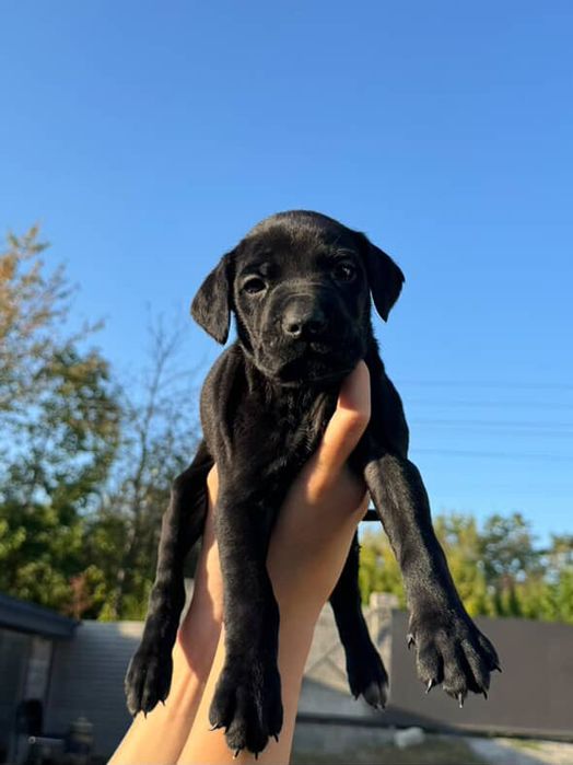 Продам песиків порода кане корсо!