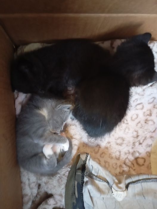 Отдам котят в хорошие руки