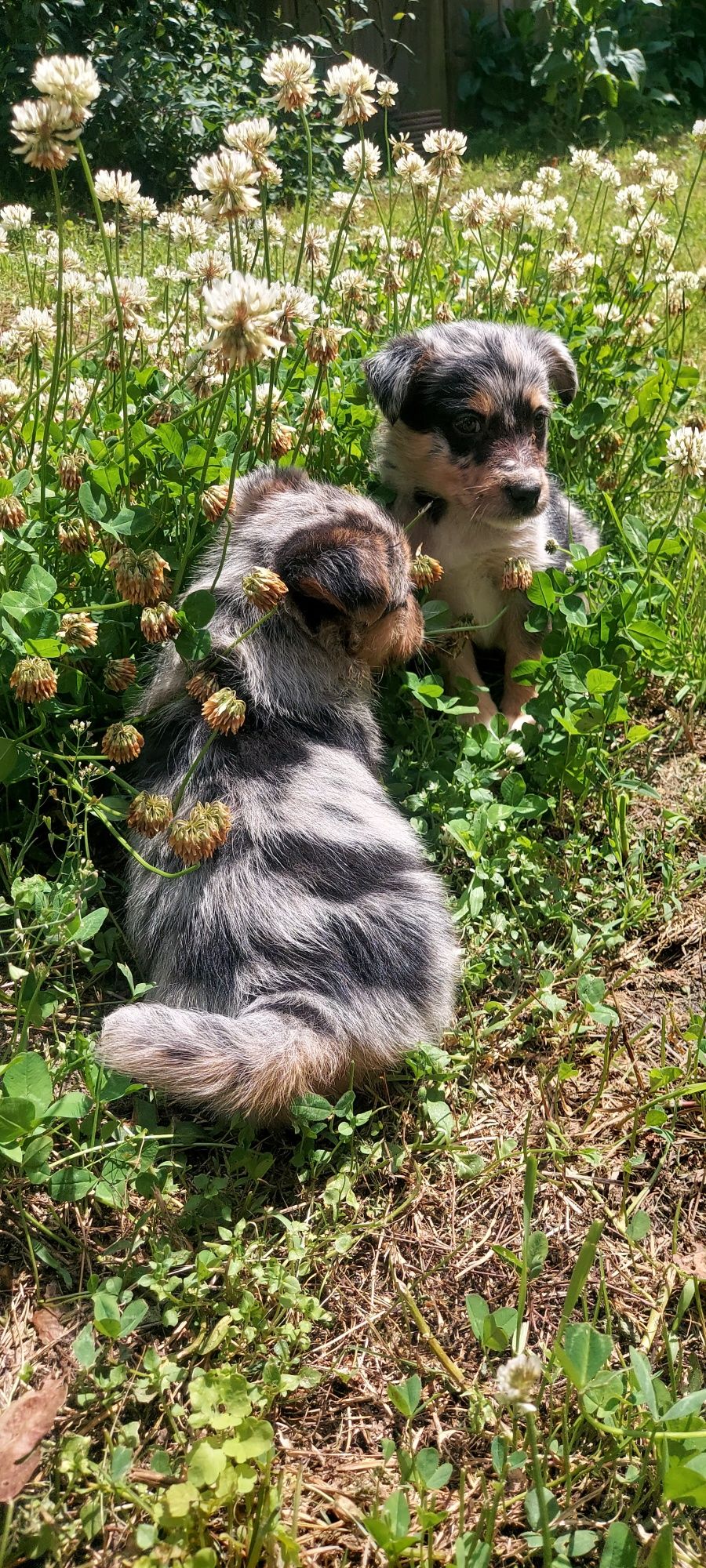 Border collie sunia