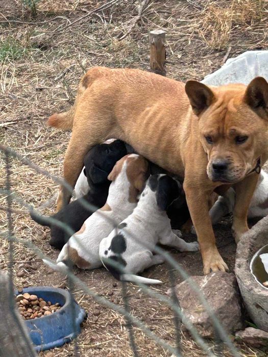 Cães para adoção responsável