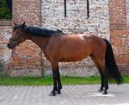 Sprzedam klacz sp