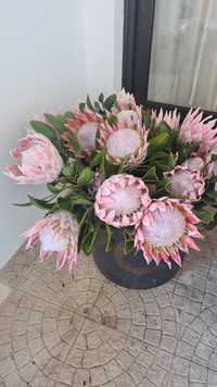 Protea king pink