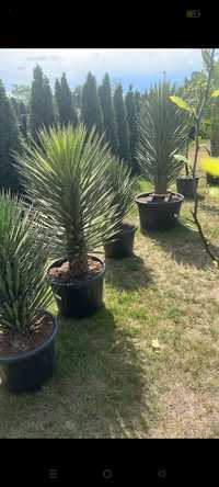 Yucca filifera. mrozoodporna. Palma