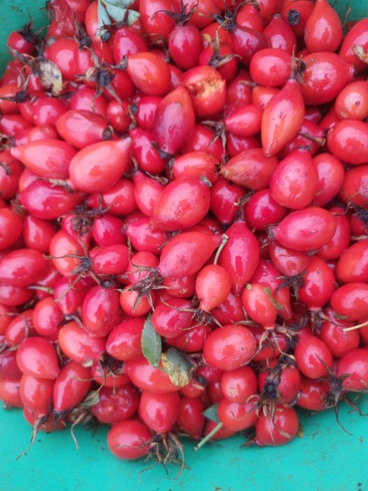 5kg dzikiej róży 
5kg głogu 
5kg tarniny