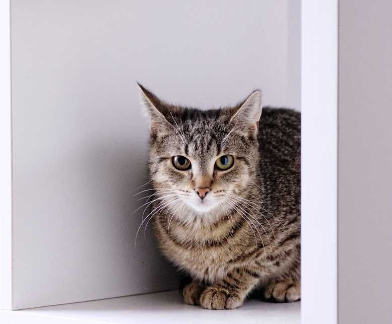 Lucynka szuka ciepłego domu po trudnym starcie – podaruj jej miłość