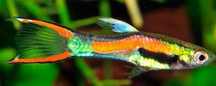 Endlers guppy adultos