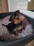 Piekny piesek rasy Yorkshire Terrier