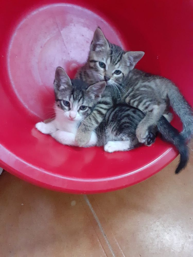 Gatinhos para adoção