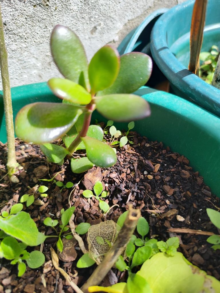 Planta Jade ou crassula ovata