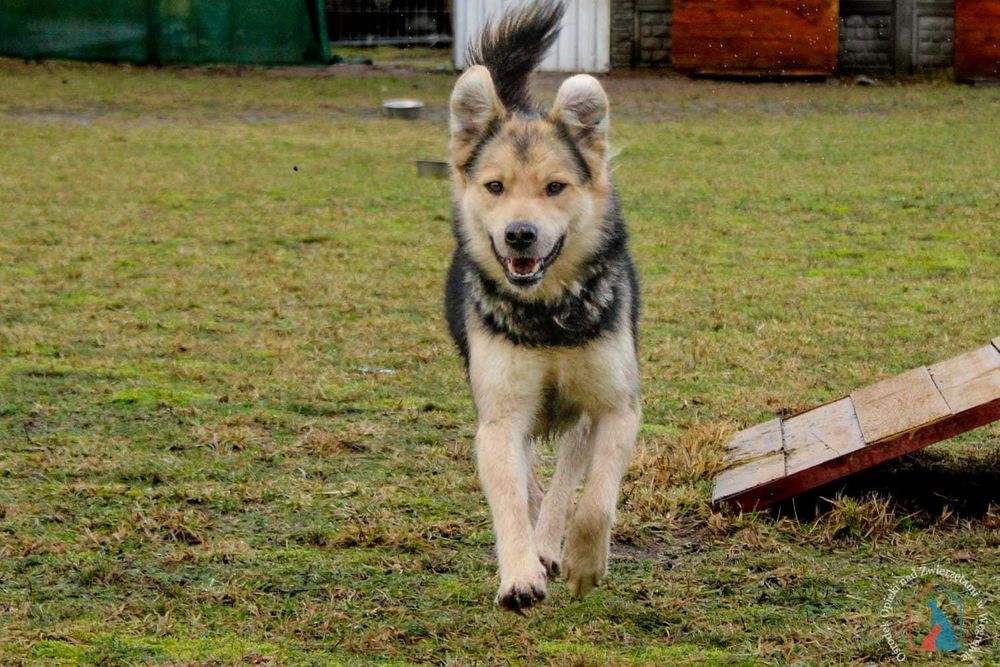 młody fajny piesek Endo szuka domu!