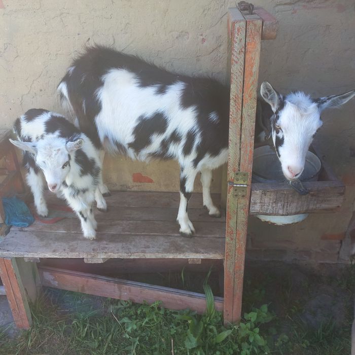 Продамо козу молоду