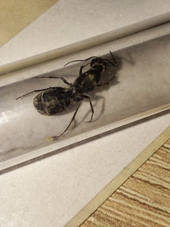 Camponotus rufoglaucus matówki
