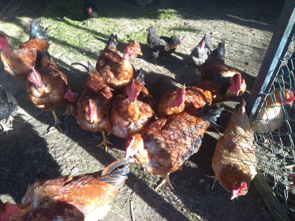 Frangos do campo boa qualidade para pica no chão