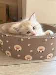 Kotka Eowinka Ragdoll z rodowodem Lazurowe Łapki*PL