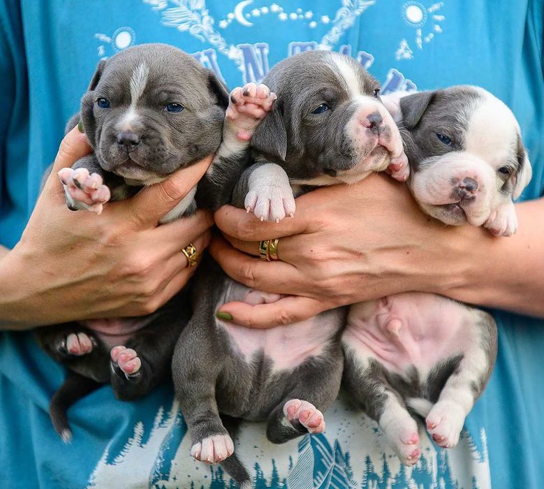 Цуценята стафордширського бультер'єра.