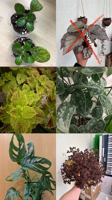 Обмін рослинами / кімнатні квіти / живці