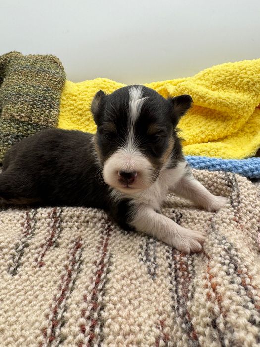 Owczarek szetlandzki sheltie szczeniak