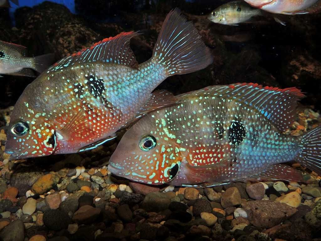 Pielęgnica Eliota - Thorichthys maculipinnis - dowóz, wysyłka