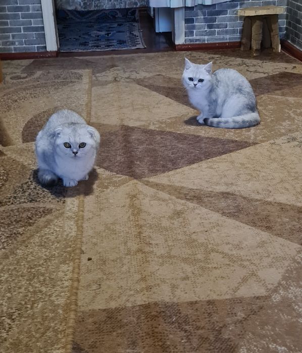 Серебриста шиншила