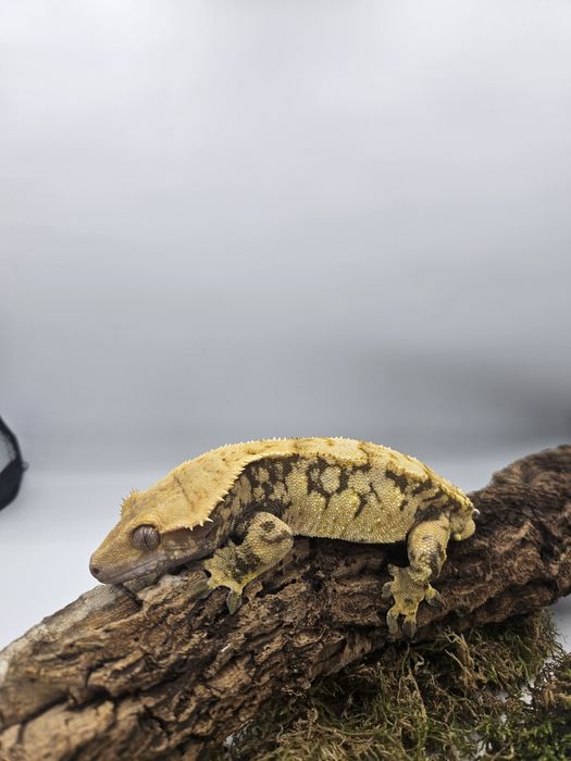 Dorosły samiec Gekona orzęsionego
