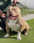 American Bully Pocket Montas