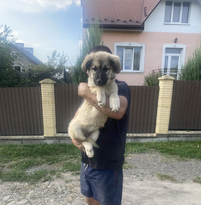 Продаються собаки дівчинка та хлопчик