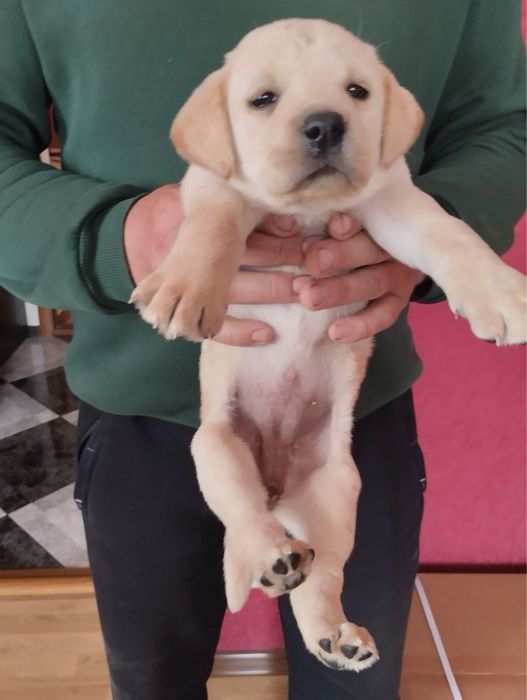 Продам цуценят Лабрадорів