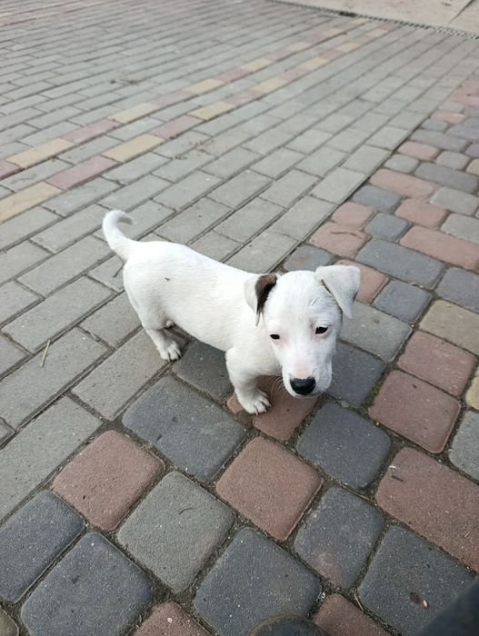 Щенята Джек Рассел