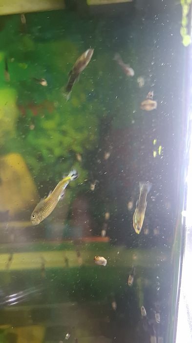 Oddam mlody narybek gupika