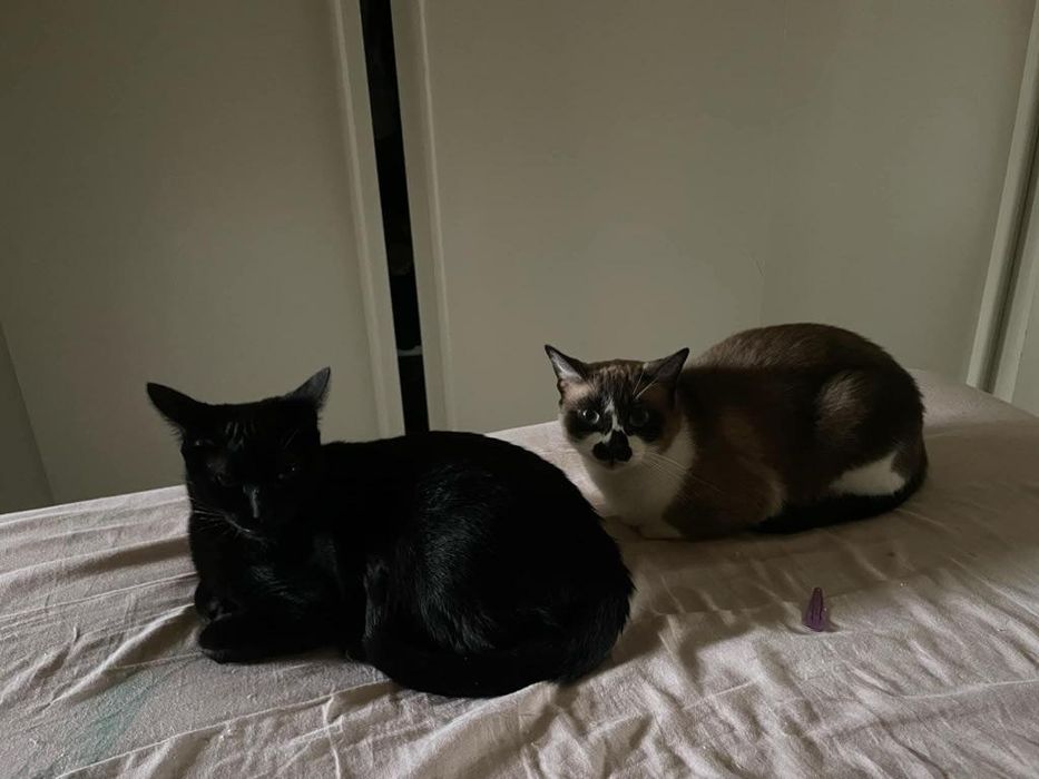 2 Gatinhos para Adoção Responsável