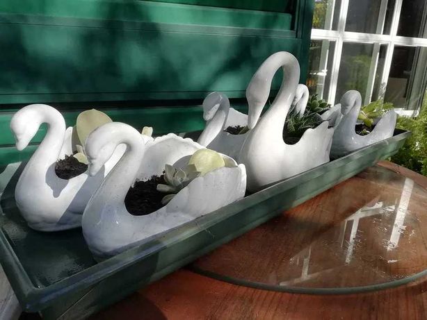 Cisnes porcelana com Suculentas